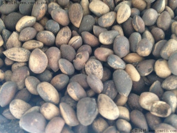 <a href='http://m.wuzhouwash.com/linmuzhongzi/1789.html' target='_blank'>白皮松種子</a>圖片