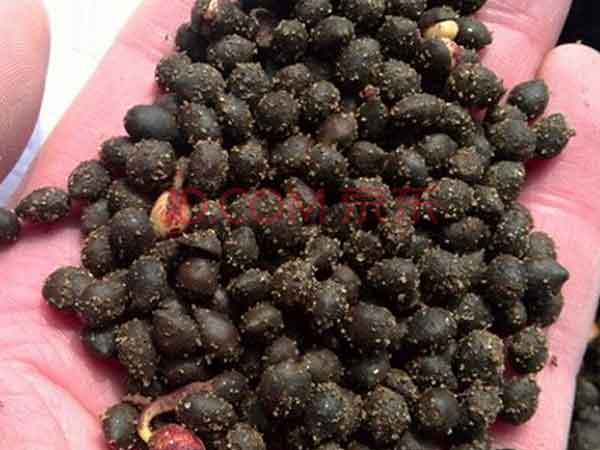 <a href='http://m.wuzhouwash.com/linmuzhongzi/1724.html' target='_blank'>紅豆杉</a><a href='http://m.wuzhouwash.com/' target='_blank'>種子</a>圖片