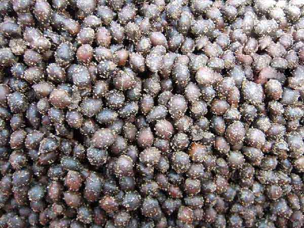 <a href='http://m.wuzhouwash.com/linmuzhongzi/1724.html' target='_blank'>紅豆杉種子</a>圖片