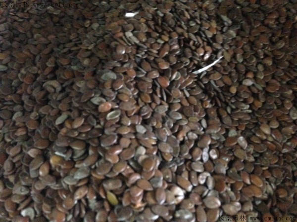 <a href='http://m.wuzhouwash.com/linmuzhongzi/1718.html' target='_blank'>合歡種子</a>圖片