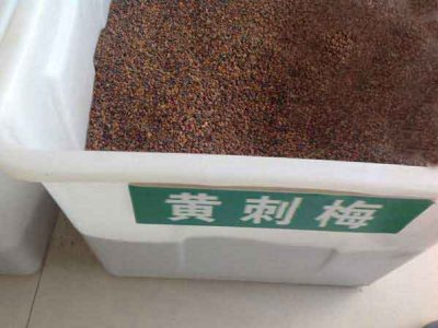 黃刺玫種子