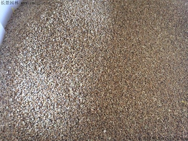 <a href='http://m.wuzhouwash.com/mucaozhongzi/1690.html' target='_blank'>提木西草種子</a>圖片