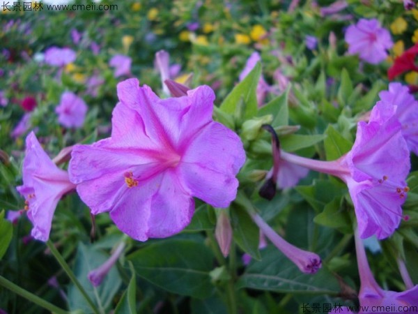 <a href='http://m.wuzhouwash.com/caohuazhongzi/1648.html' target='_blank'>野茉莉種子</a>發(fā)芽出苗開花圖片
