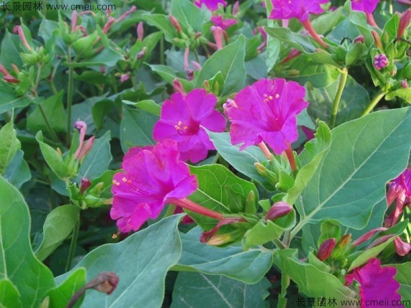 <a href='http://m.wuzhouwash.com/caohuazhongzi/1648.html' target='_blank'>野茉莉</a><a href='http://m.wuzhouwash.com/' target='_blank'>種子</a>發(fā)芽出苗開花圖片