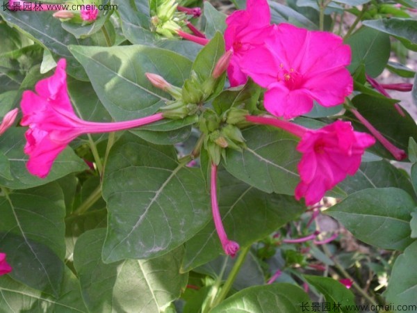 野茉莉<a href='http://m.wuzhouwash.com/' target='_blank'>種子</a>發(fā)芽出苗開花圖片