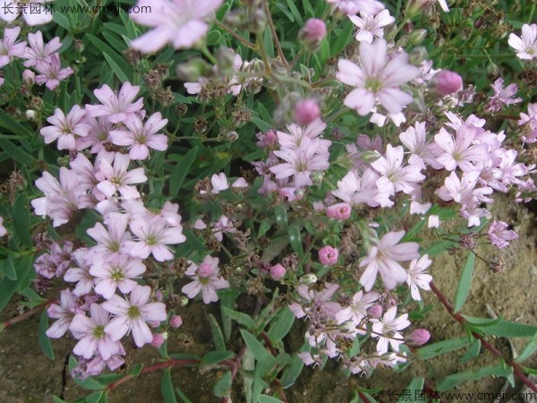 霞草<a href='http://m.wuzhouwash.com/' target='_blank'>種子</a>發(fā)芽出苗開花圖片