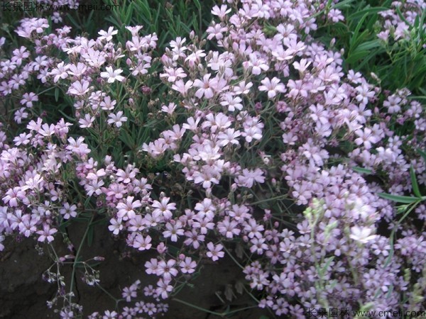 <a href='http://m.wuzhouwash.com/caohuazhongzi/1636.html' target='_blank'>霞草種子</a>發(fā)芽出苗開花圖片