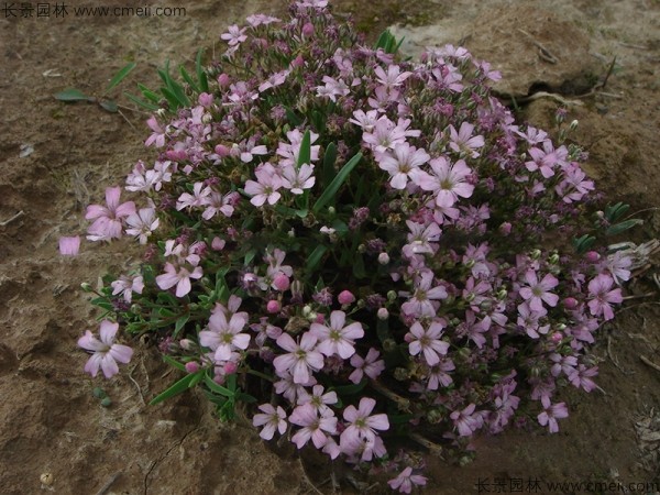 霞草<a href='http://m.wuzhouwash.com/' target='_blank'>種子</a>發(fā)芽出苗開花圖片