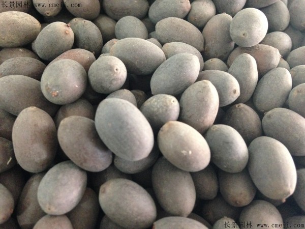 <a href='http://m.wuzhouwash.com/caohuazhongzi/1630.html' target='_blank'>碗蓮種子</a>圖片