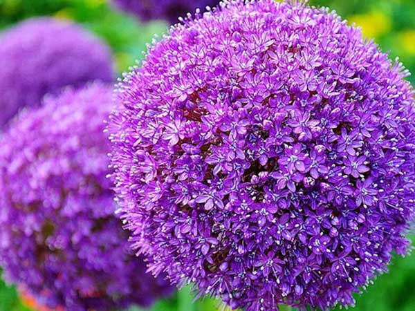 <a href='http://m.wuzhouwash.com/caohuazhongzi/1617.html' target='_blank'>大絨球種子</a>發(fā)芽出苗開花圖片