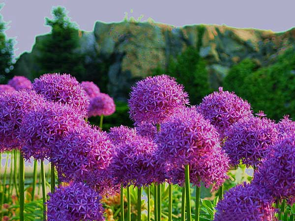 大絨球<a href='http://m.wuzhouwash.com/' target='_blank'>種子</a>發(fā)芽出苗開花圖片