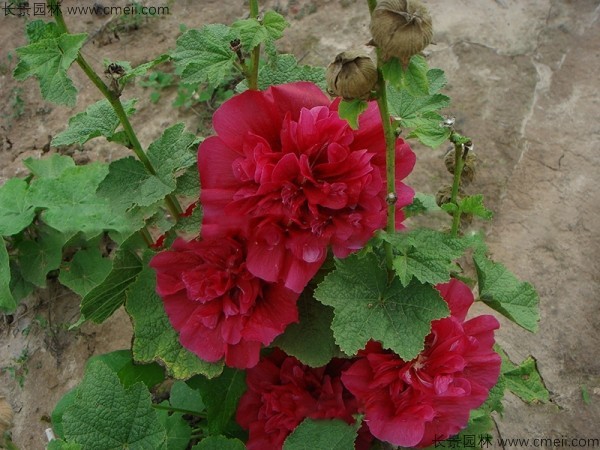 <a href='http://m.wuzhouwash.com/caohuazhongzi/1593.html' target='_blank'>馬絡(luò)葵種子</a>發(fā)芽出苗開花圖片