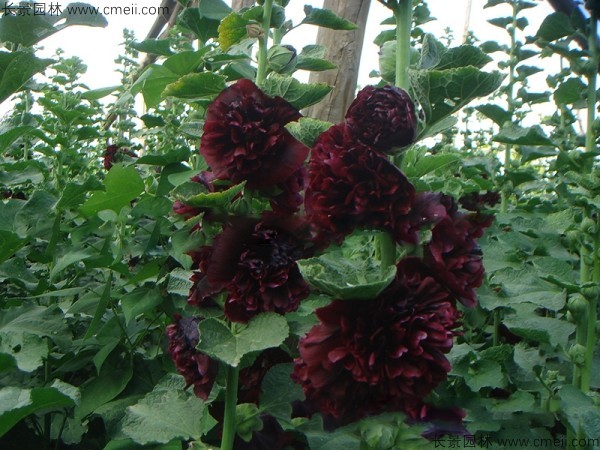 <a href='http://m.wuzhouwash.com/caohuazhongzi/1593.html' target='_blank'>馬絡(luò)葵種子</a>發(fā)芽出苗開花圖片