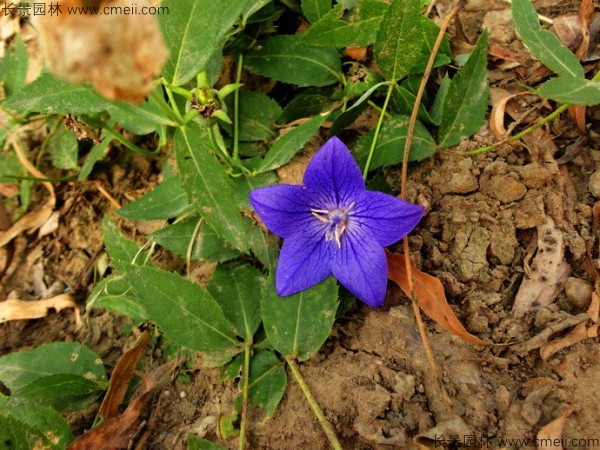 <a href='http://m.wuzhouwash.com/caohuazhongzi/1573.html' target='_blank'>桔梗種子</a>發(fā)芽出苗圖片