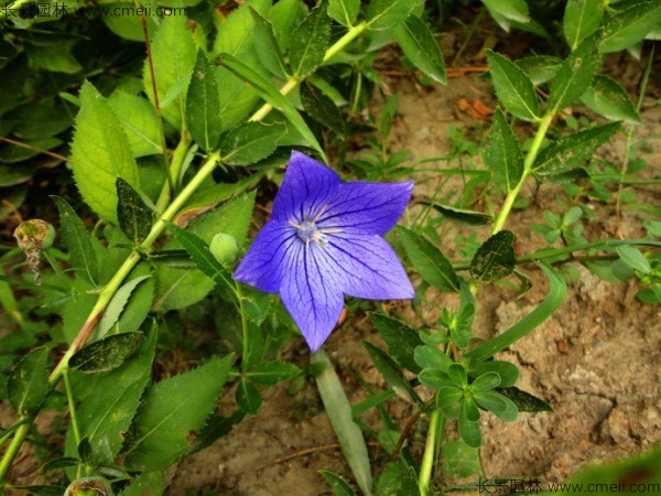 <a href='http://m.wuzhouwash.com/caohuazhongzi/1573.html' target='_blank'>桔梗種子</a>發(fā)芽出苗圖片