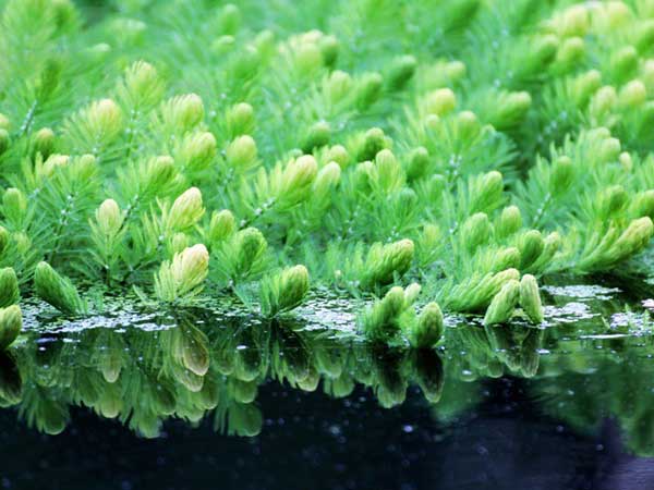 金魚藻<a href='http://m.wuzhouwash.com/' target='_blank'>種子</a>發(fā)芽出苗圖片
