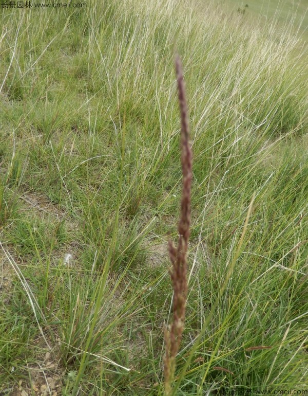 芨芨草<a href='http://m.wuzhouwash.com/' target='_blank'>種子</a>發(fā)芽出苗圖片