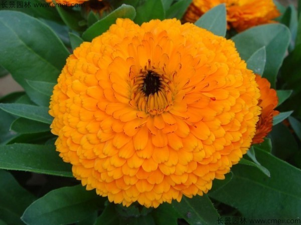 <a href='http://m.wuzhouwash.com/caohuazhongzi/1070.html' target='_blank'>黃金菊種子</a>發(fā)芽出苗開花圖片