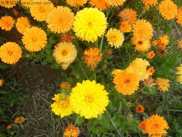 <a href='http://m.wuzhouwash.com/caohuazhongzi/1070.html' target='_blank'>黃金菊種子</a>發(fā)芽出苗開花圖片