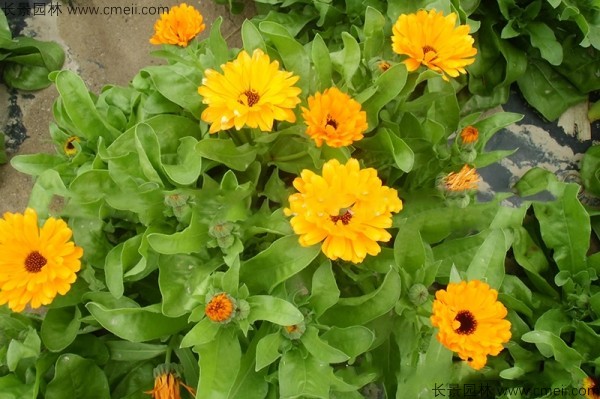 黃金菊<a href='http://m.wuzhouwash.com/' target='_blank'>種子</a>發(fā)芽出苗開花圖片