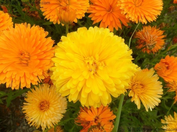 <a href='http://m.wuzhouwash.com/caohuazhongzi/1070.html' target='_blank'>黃金菊</a><a href='http://m.wuzhouwash.com/' target='_blank'>種子</a>發(fā)芽出苗開花圖片