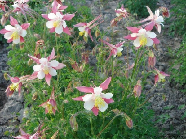 <a href='http://m.wuzhouwash.com/caohuazhongzi/1036.html' target='_blank'>大花耬斗菜種子</a>發(fā)芽出苗開花圖片