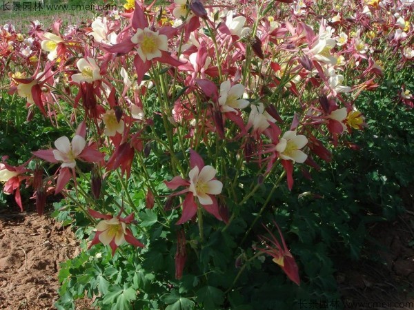 <a href='http://m.wuzhouwash.com/caohuazhongzi/1036.html' target='_blank'>大花耬斗菜</a>種子發(fā)芽出苗開花圖片
