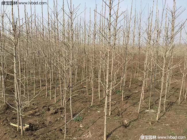銀<a href='http://m.wuzhouwash.com/guoshuzhongzi/2123.html' target='_blank'>杏樹</a>圖片種植基地