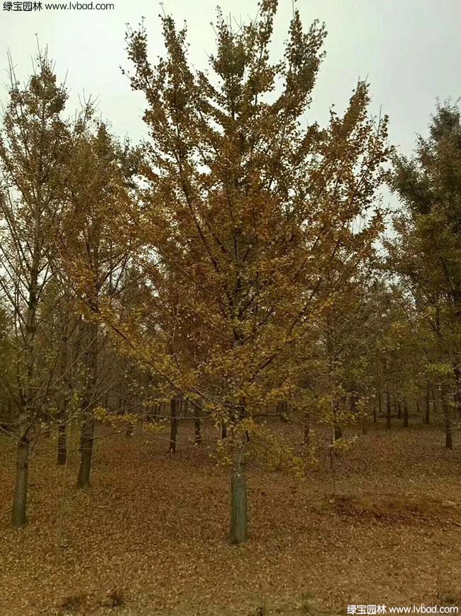 <a href='http://m.wuzhouwash.com/linmuzhongzi/1778.html' target='_blank'>銀杏</a>樹圖片種植基地