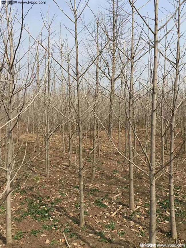 <a href='http://m.wuzhouwash.com/xingdaoshu/3594.html' target='_blank'>銀杏樹</a>圖片種植基地
