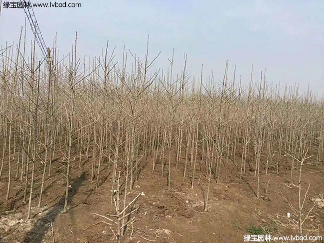 <a href='http://m.wuzhouwash.com/linmuzhongzi/1778.html' target='_blank'>銀杏</a>樹圖片種植基地