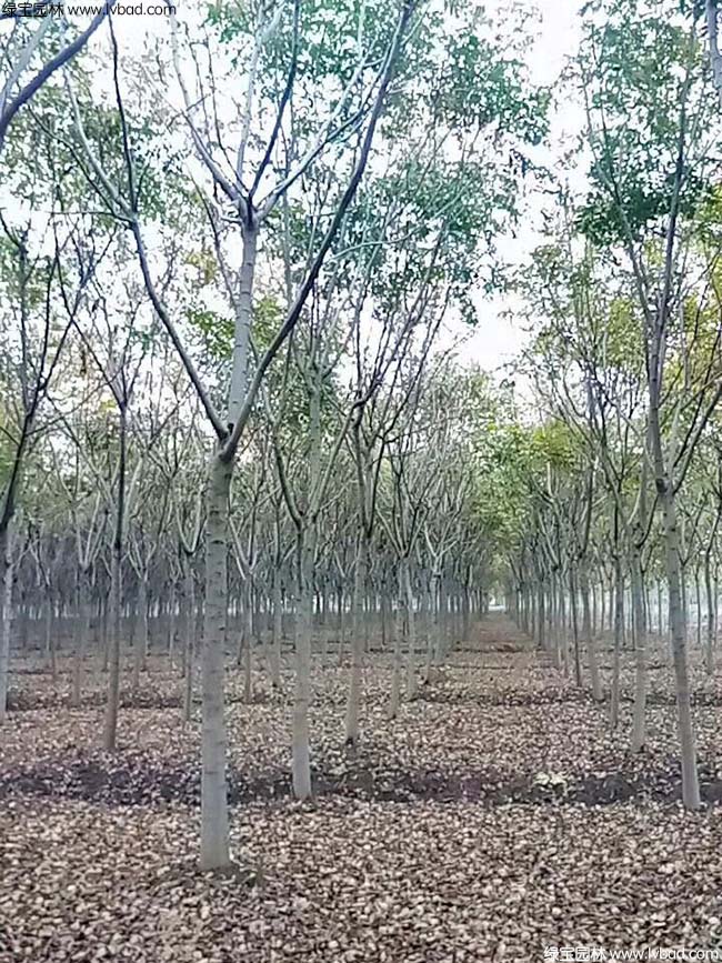 10公分11公分12公分欒樹種植基地