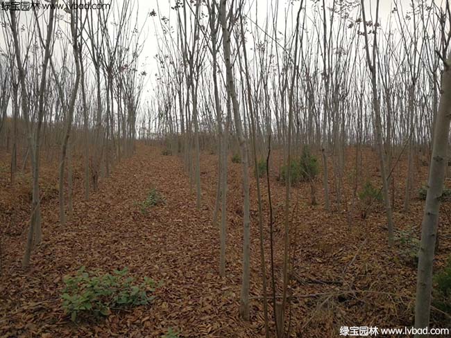 江蘇沭陽<a href='http://m.wuzhouwash.com/linmuzhongzi/1745.html' target='_blank'>黃山欒樹</a>種植基地