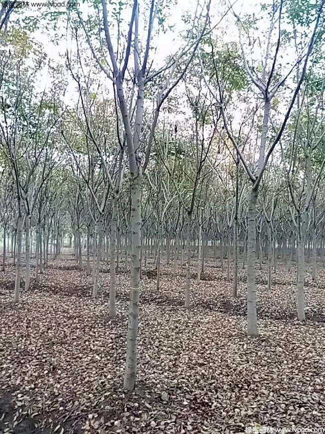 13公分14公分15公分欒樹種植基地
