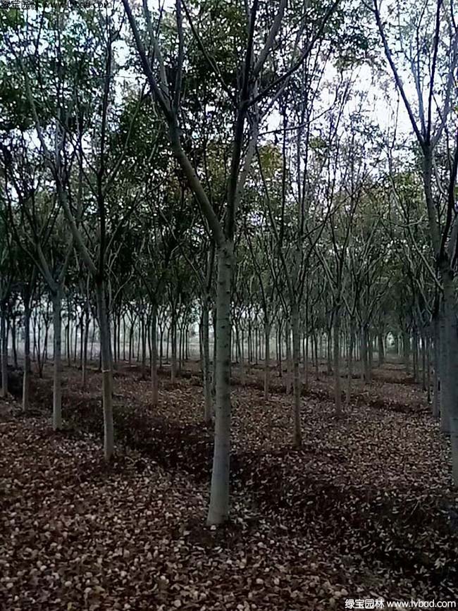 10公分11公分12公分欒樹種植基地