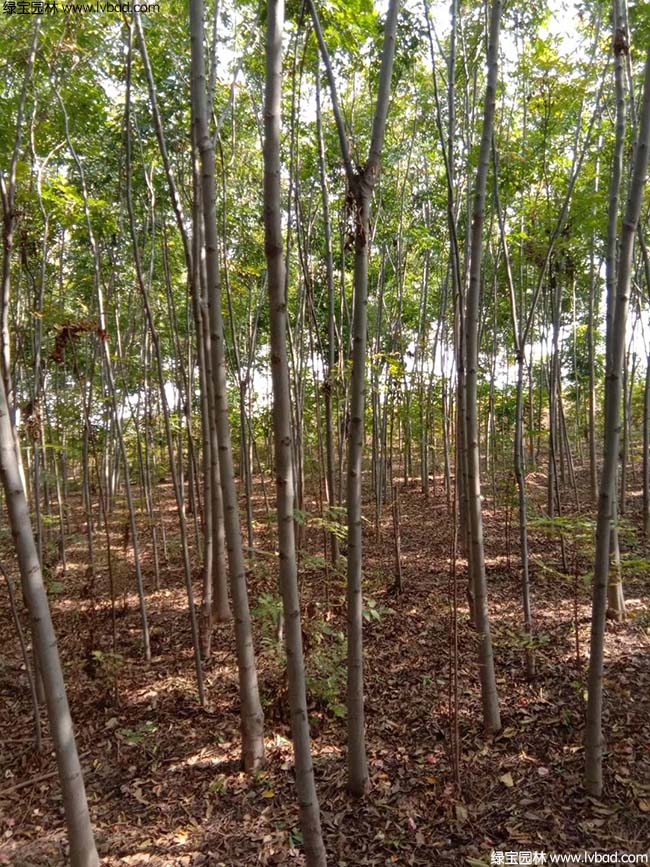 8公分9公分10公分欒樹種植基地