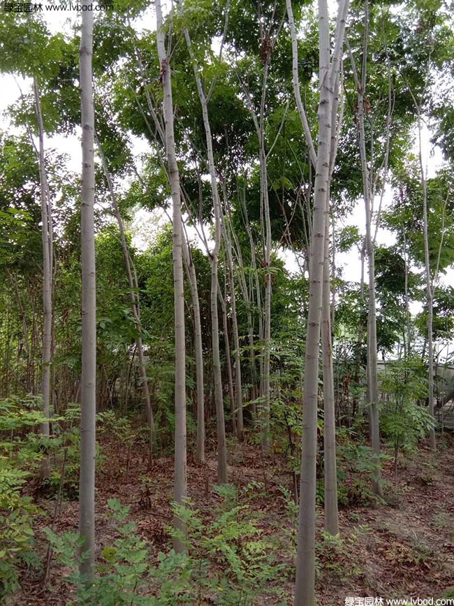 8公分9公分10公分欒樹種植基地