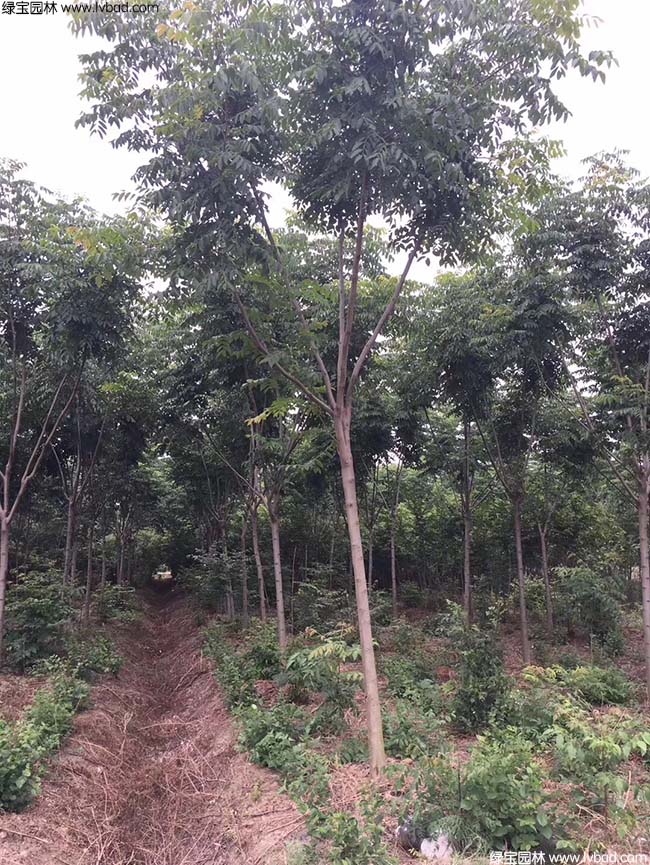 13公分14公分15公分欒樹種植基地