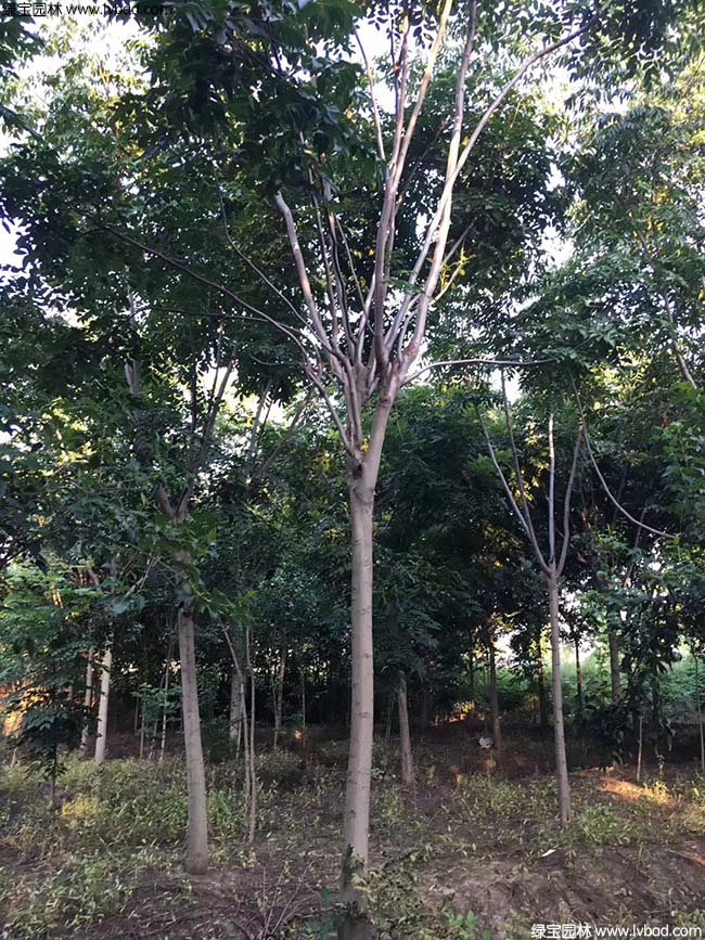 13公分14公分15公分欒樹種植基地