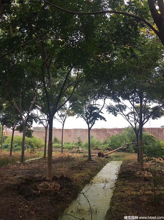 16公分18公分20公分欒樹種植基地