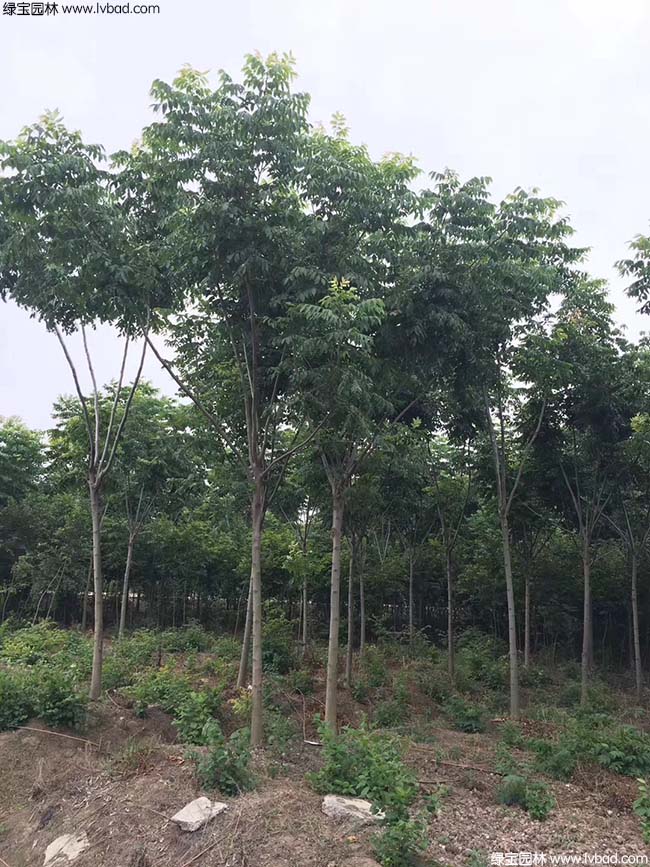 8公分欒樹種植基地