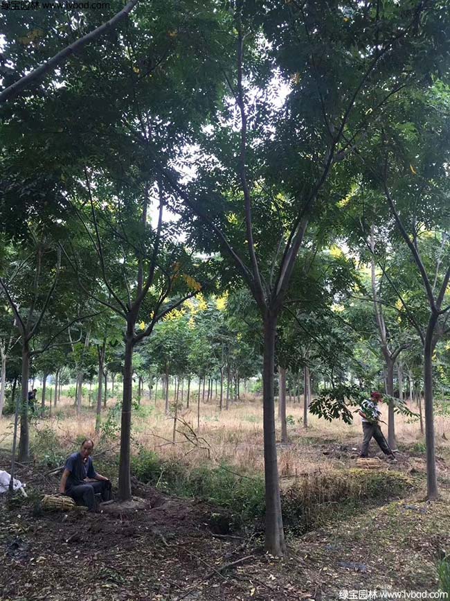 16公分18公分20公分欒樹種植基地