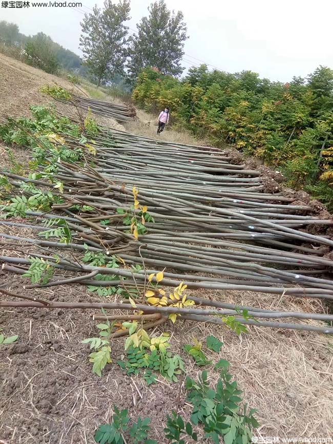 欒樹種植基地實(shí)拍圖片