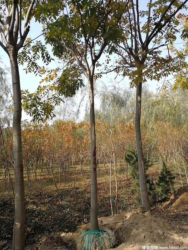 13公分14公分15公分欒樹種植基地