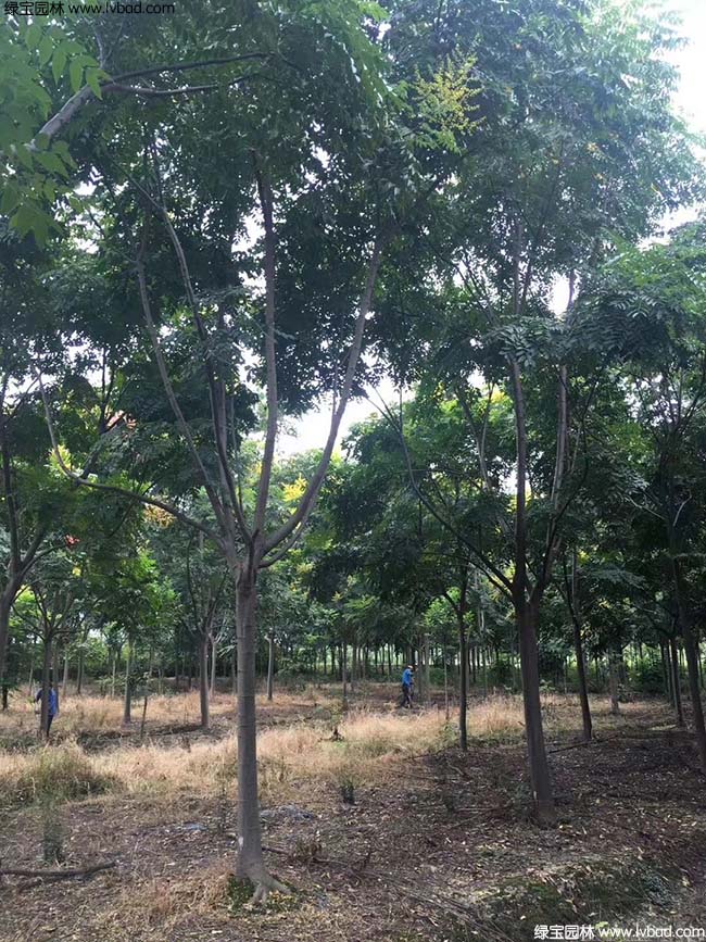 16公分18公分20公分欒樹種植基地