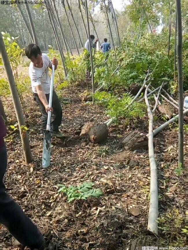 欒樹種植基地實(shí)拍圖片