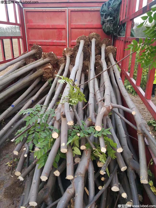欒樹種植基地實(shí)拍圖片