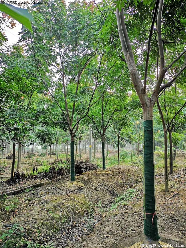 16公分18公分20公分欒樹種植基地