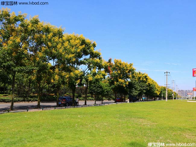 園林綠化欒樹效果圖片道路實(shí)拍