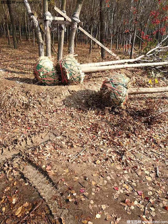 11公分欒樹種植基地